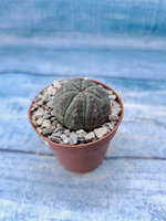 Euphorbia Obesa (Эуфорбия)