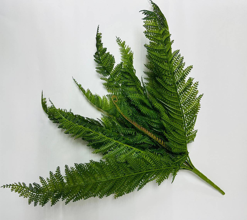 Куст Папоротник