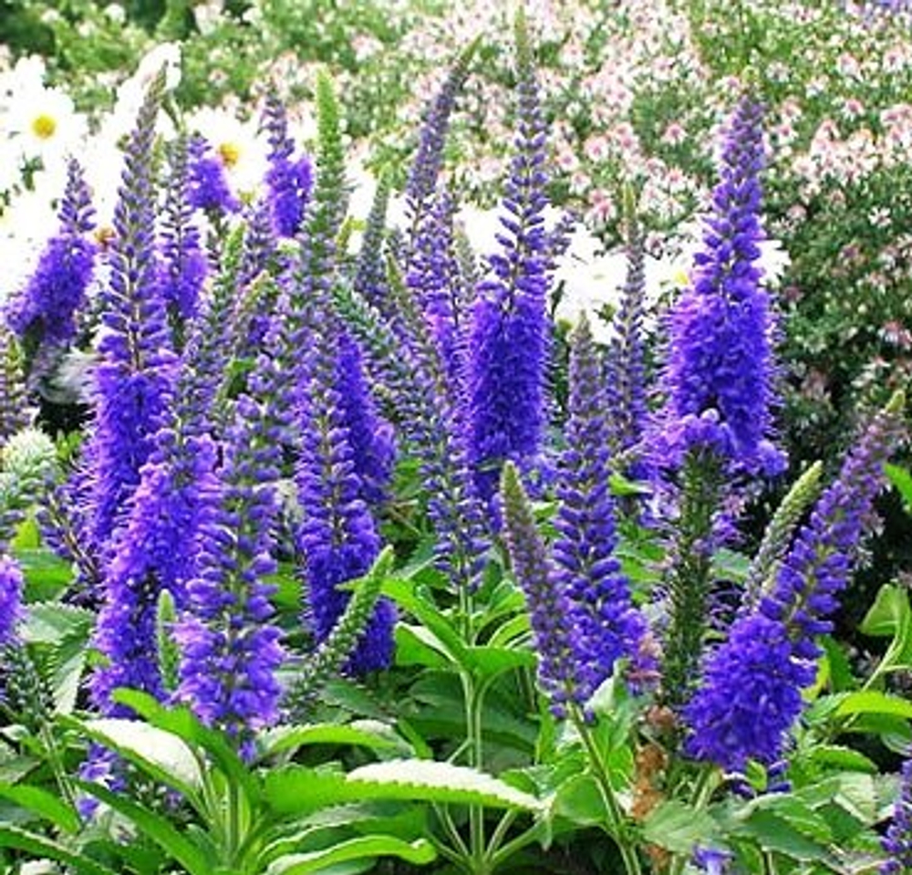 Вероника длиннолистная Pacific Ocean