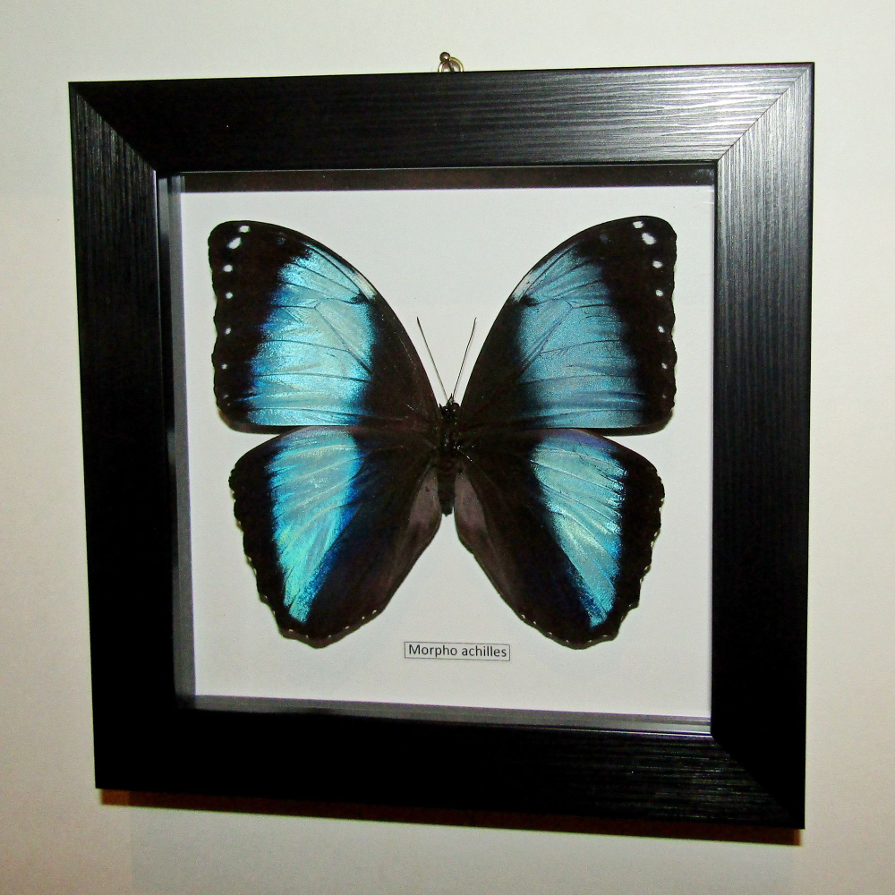 Бабочка Morpho achilles в рамке