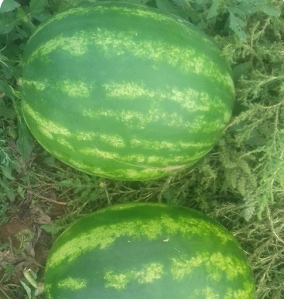 Тюрк F1 семена арбуза (Sakata / Саката)