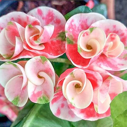 Эуфорбия Миля HYDRANGEA