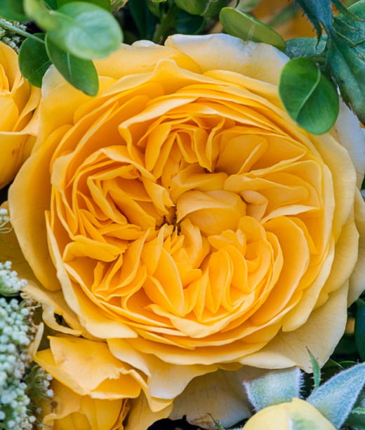 Роза Инка С7 Закупка М57 июнь 2026