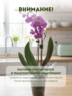 Фаленопсис розовый д.9