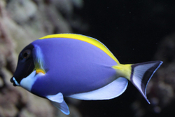 Хирург синий белогрудый (Acanthurus leucosternon)