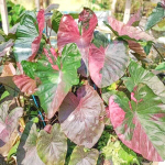 Колоказия CELEBRITY PINK