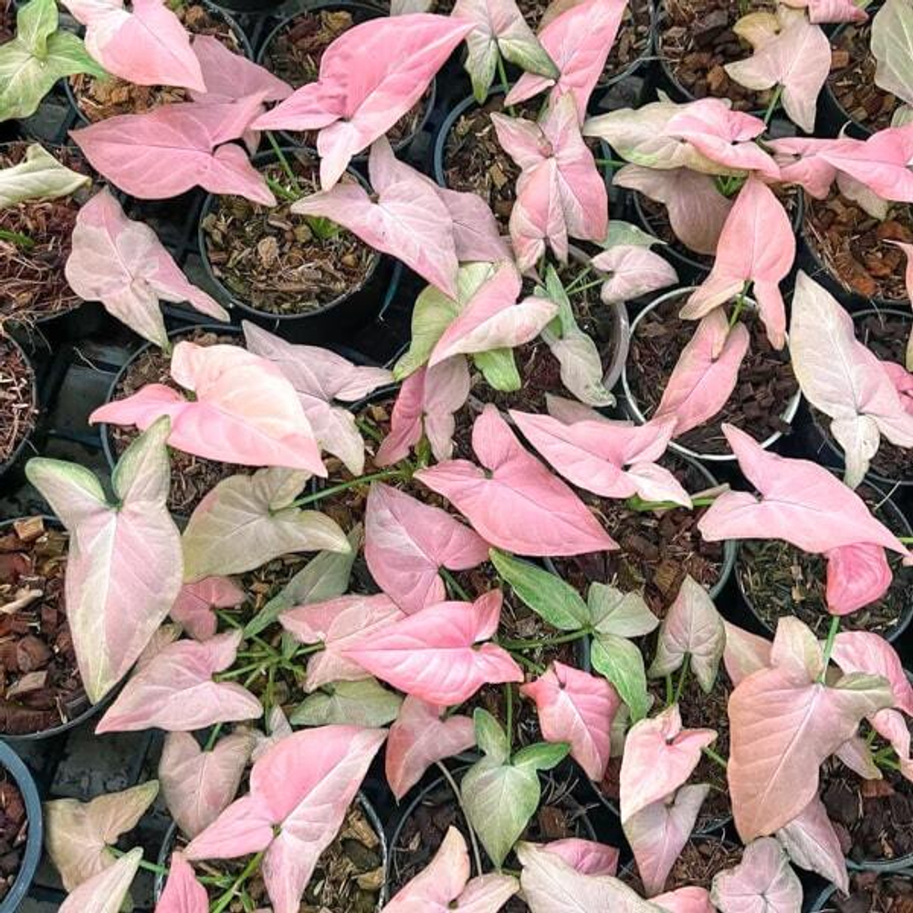 Сингониум PINK RAIN