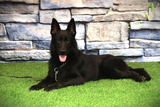 ШЕРХАН Из Поместья Боговик 25.08.2024 д.р. - подробнее...→