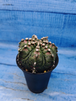 Gymnocalycium T-Rex Pink hybrid (Гимнокалициум T-rex)
