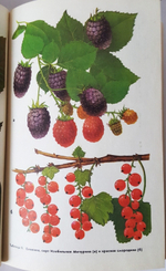 "Занимательное садоводство". Жданович Б.Д, Жданович Л.И