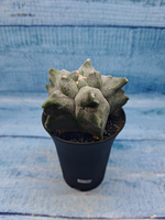 Astrophytum Myriostigma monstrosa (Астрофитум)