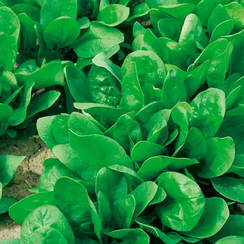 КЛИППЕР F1 семена шпината (Sakata | Alexagro)