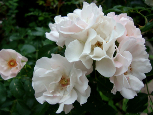 Роза Айс Мейяндекор штамб 130-140 см Закупка М21 весна 2026