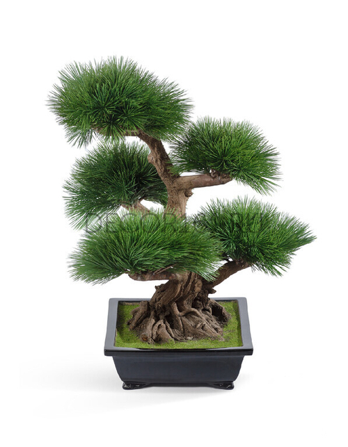 Бонсай Сосна Элит в-60 см в керамическом кашпо 1/1 10.46202N