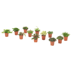 IKEA HIMALAYAMIX  (ИКЕА ХИМАЛАЙАМИКС)  -  Горшечное растение, разные, 6 см