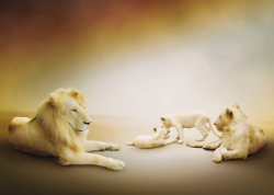 Коллекция Животные