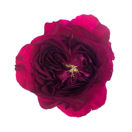 Дарси (Darcey David Austin) — английская роза Дэвида Остина