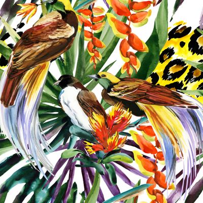 тропические птицы