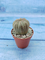 Euphoria Obesa (Эуфорбия)