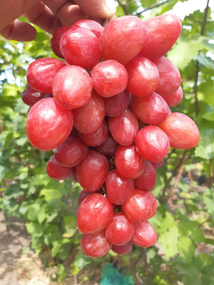 Виноград Дынька Закупка М70 июнь 2026