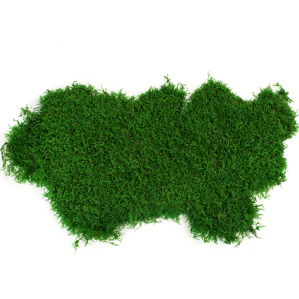 Мох плоский 1 кв.м.