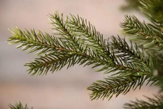 Искусственная ель Датская 215 см., литая хвоя+пвх, Black Box (74046)