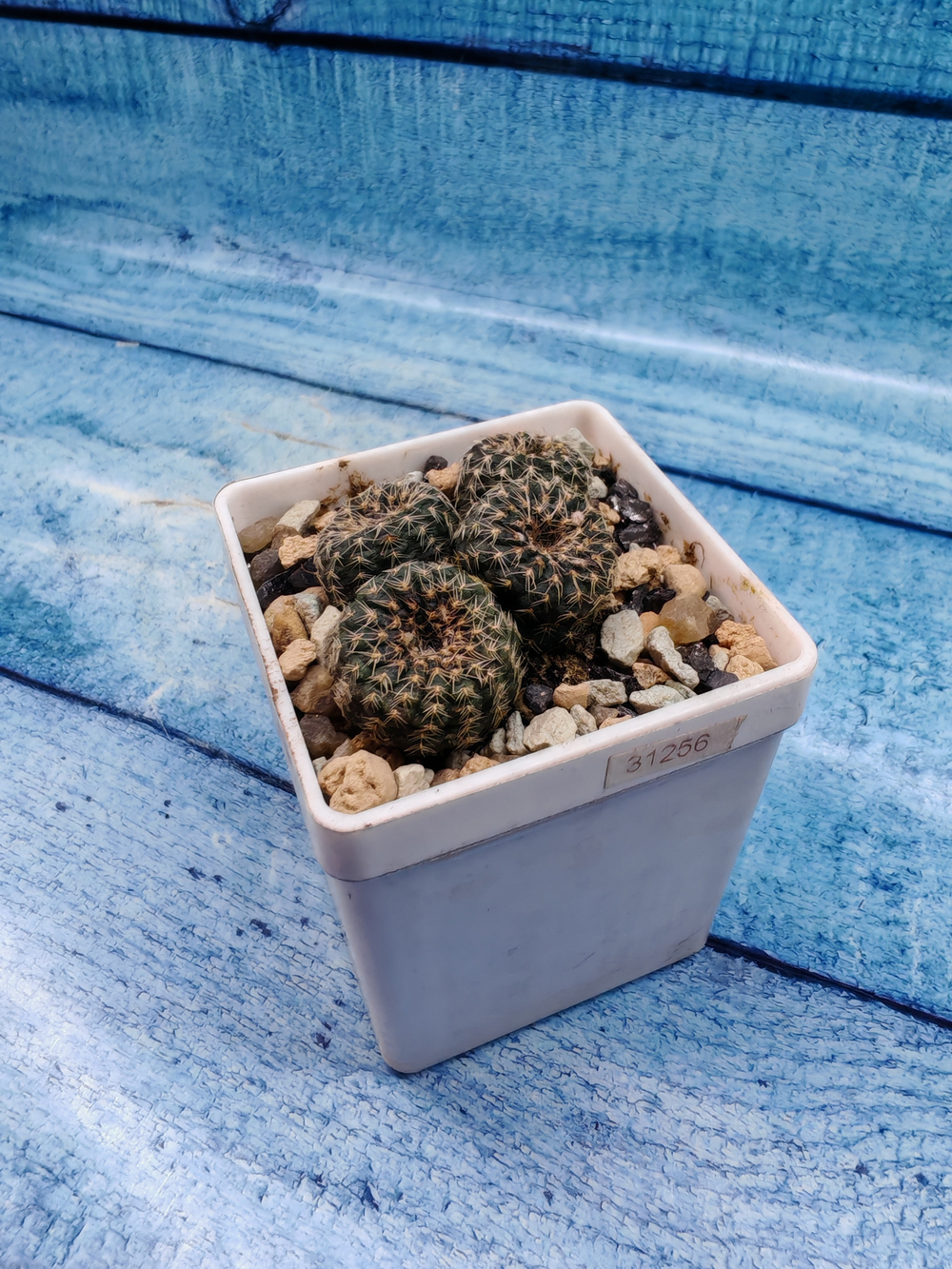 Frailea Pygmaea gloriosa (Фрайлея)