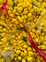 Тюльпаны классика - желтый цвет