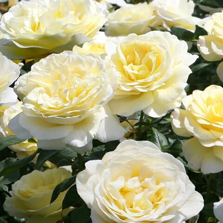 Роза почвопокровная Нина Поулсен