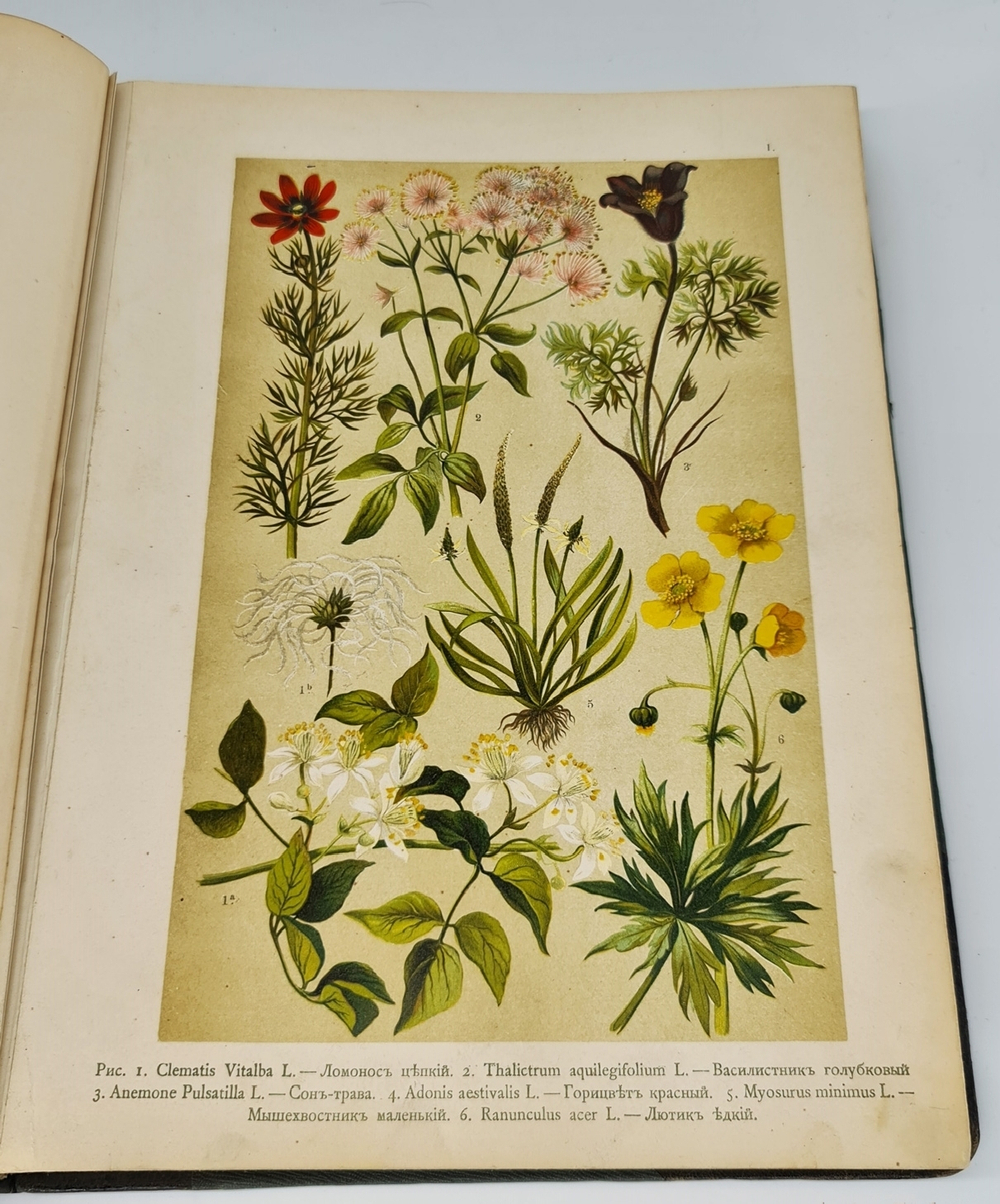 "Ботанический атлас по системе де-Кандоля". К.Гофман. 1899 г. - редкая книга