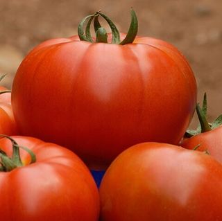 Томат Волгоградский 323  50 грамм