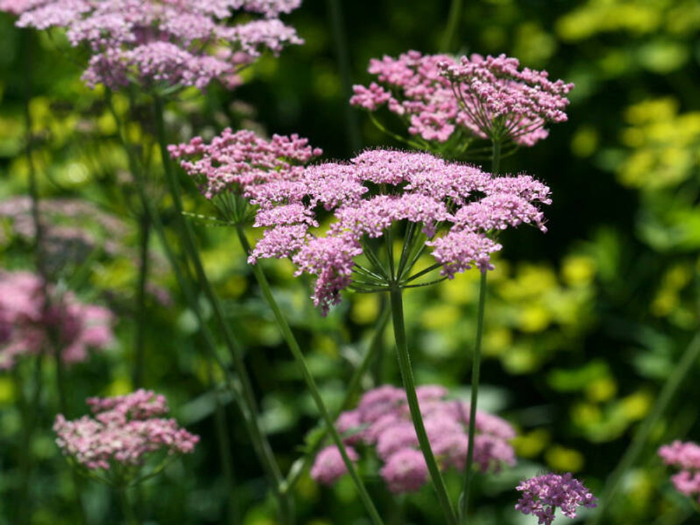 Бедренец большой.  Pimpinella major.