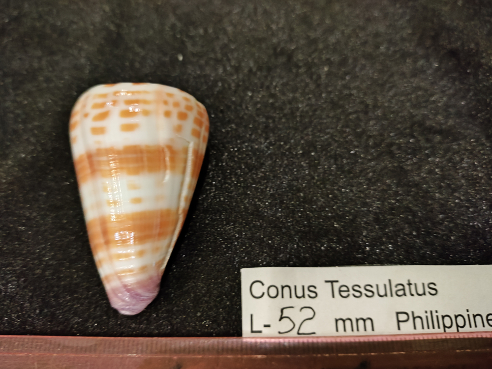 Конус Тессулатус