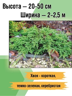Можжевельник Репанда саженцы хвойных деревьев
