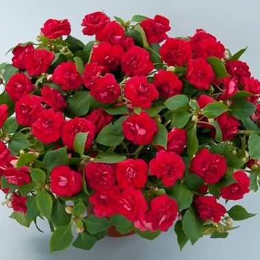 3803 Бальзамин Уоллера MUSICA ELEGANT RED (ВЕСНА 2025)