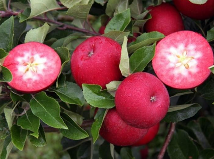 Яблоня традиционная красномясная (среднерослая 54-118, ММ 106) Ред Пэшн