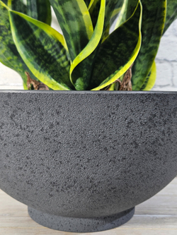 Щучий Хвост в большой чаше Лофт