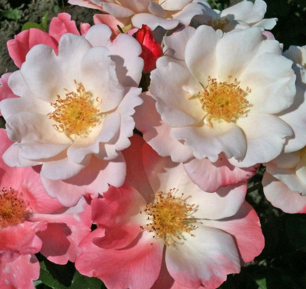 Роза флорибунда Розеромантик