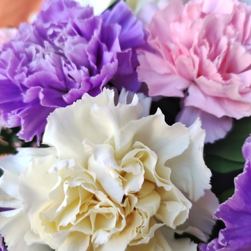 Коробка с 15 диантусами