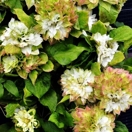 Клематис Sen-no-Kaze(Сен-Но-Казе)  Стандарт поставки Р9