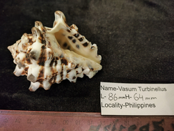 Вазум Турбинеллус "60-75-90мм"