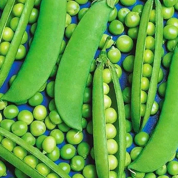 Шугар Флэш семена гороха (Syngenta / Сингента) культура – фото 3