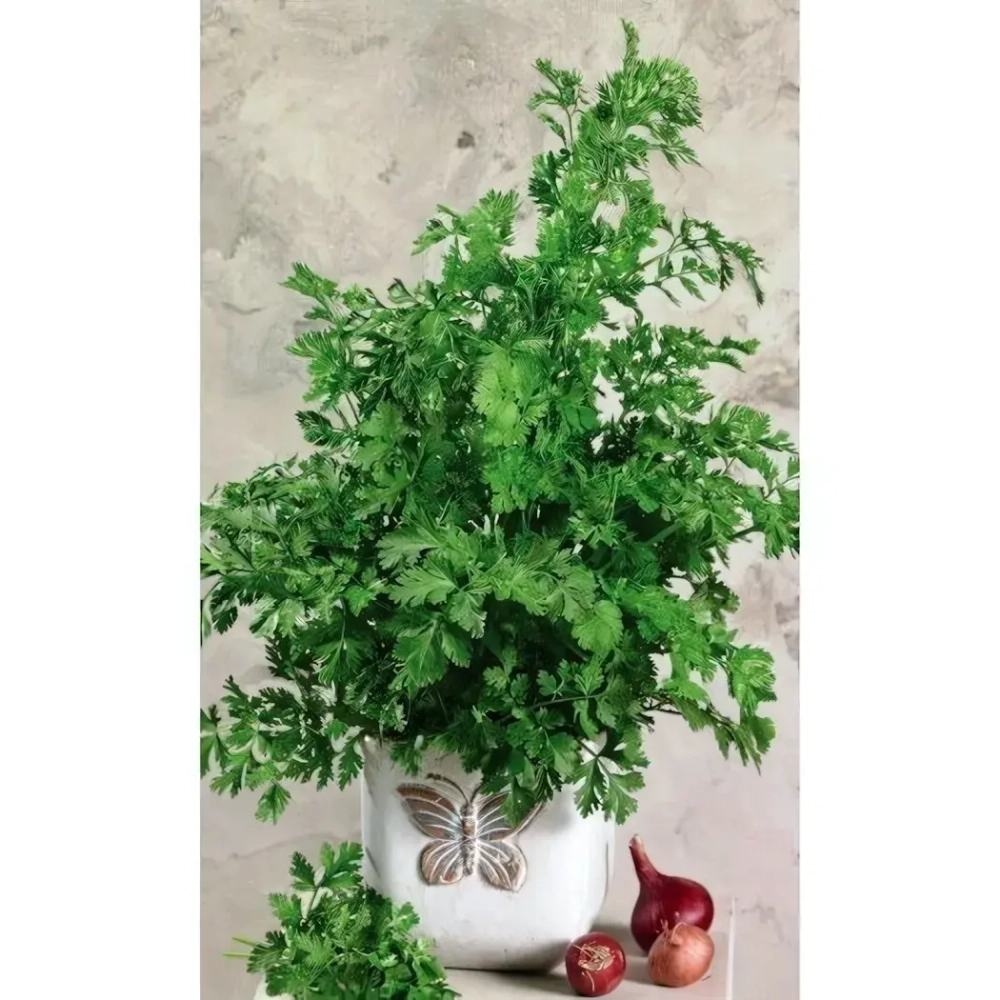 Семена Кориандр (кинза) Сибирский лекарь (УД) 2гр Е/П