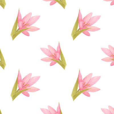 Лилии цветы