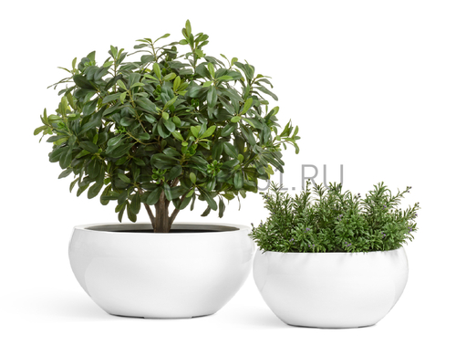 Кашпо TREEZ Effectory Gloss Низкая полусфера Белый глянцевый лак в-24 см, д-50 см 41.3321-05-065-WH-50