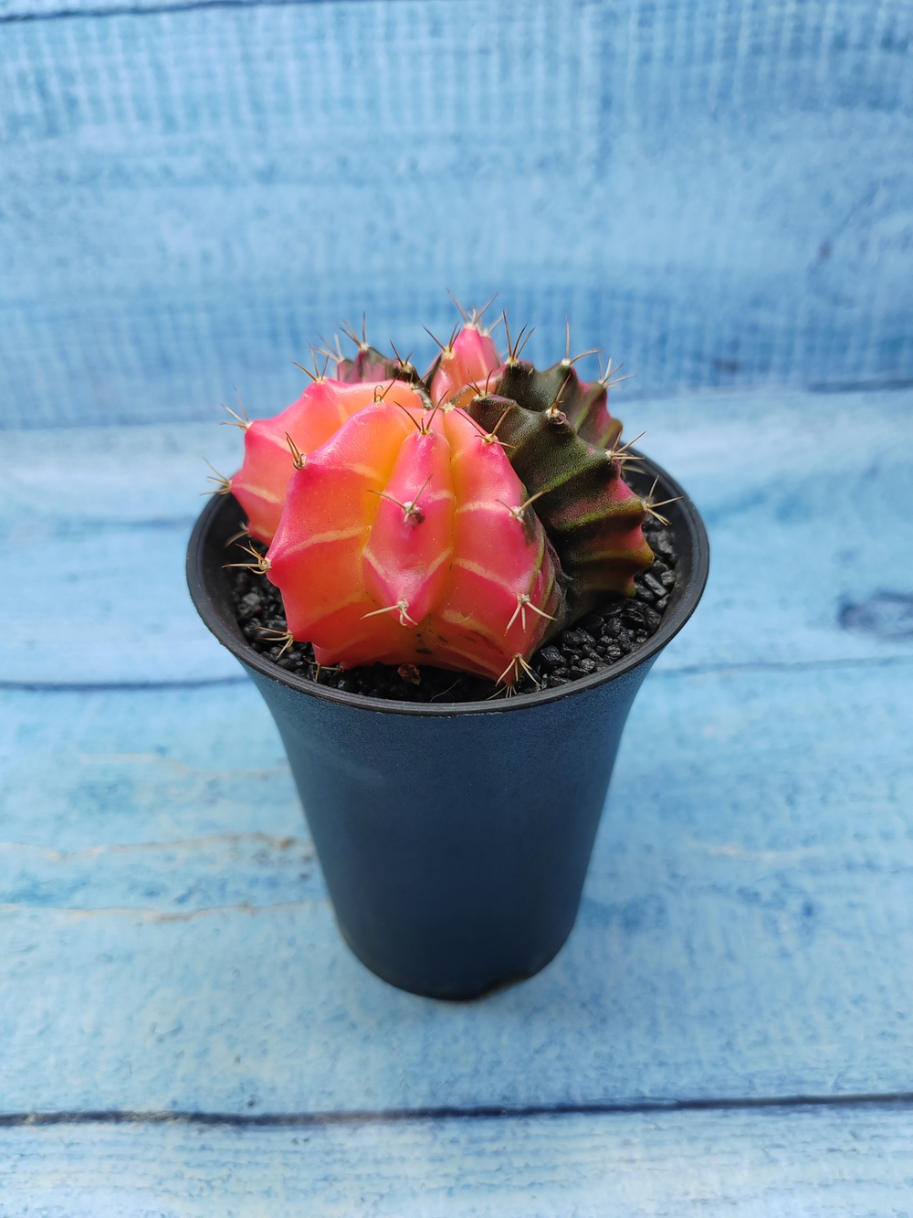 Gymnocalycium Variegata (Гимнокалициум Вариегатный)