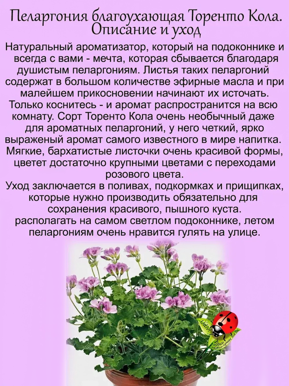 Пеларгония Торенто Кола ароматная с ароматом колы