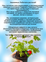 Пеларгония Конколор ласе