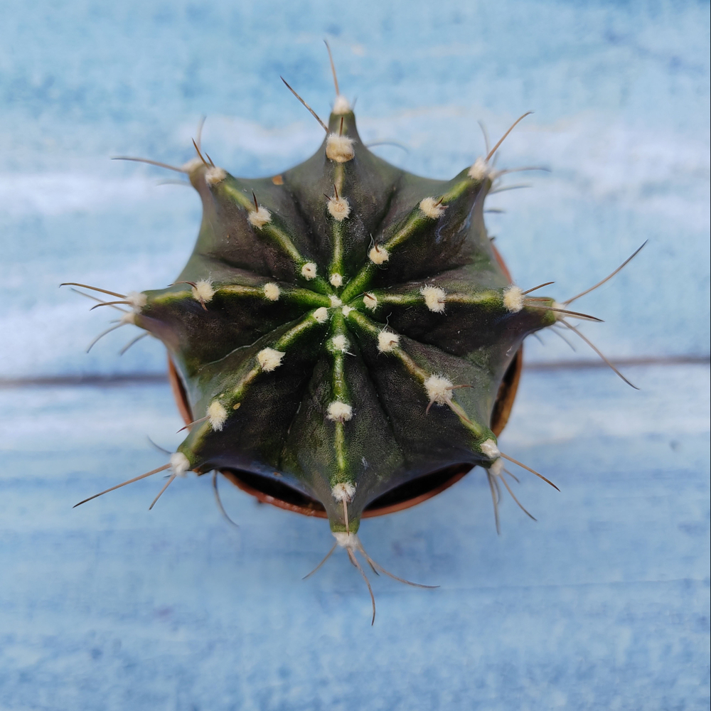 Gymnocalycium Friedrichii (Гимнокалициум)