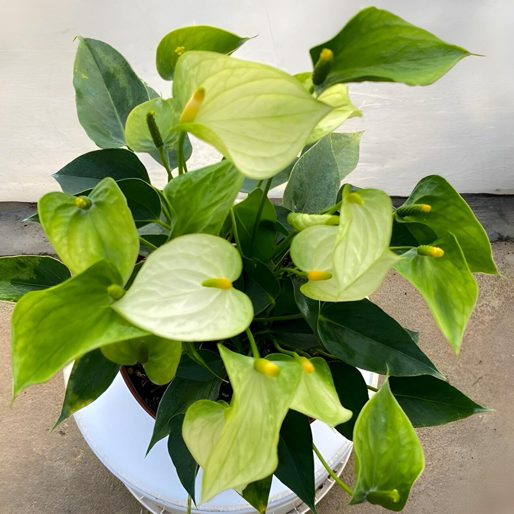 Антуриум Андре LEMONETTI